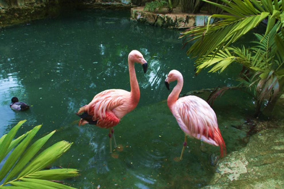 roza flamingo