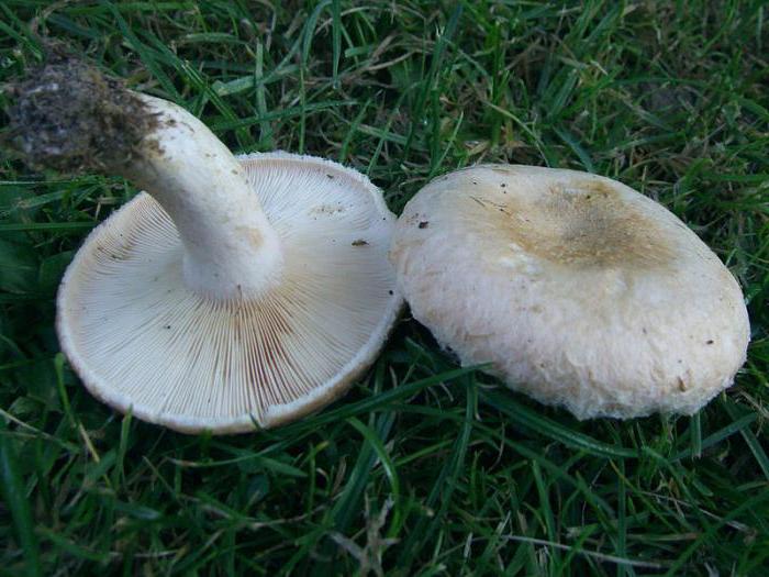funghi bianchi