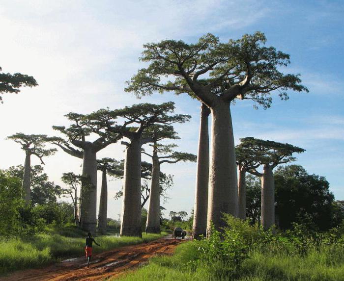 dove crescono i baobab