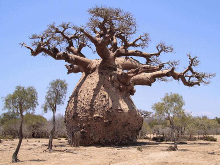 gdzie baobaby rosną w Afryce