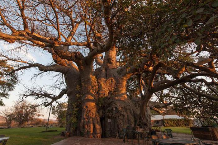 kde rostou baobaby v které zemi