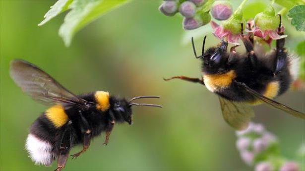 пчели в природата