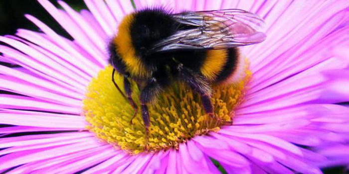 пчела, където живее, отколкото яде