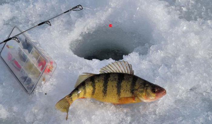 Catturando il pesce persico sul primo ghiaccio