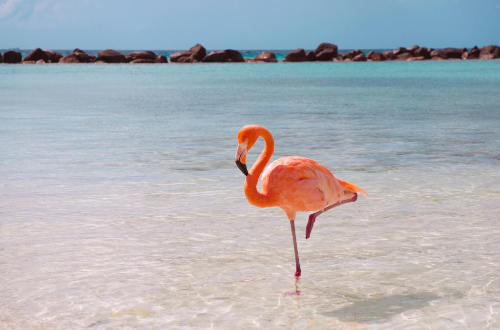 flamingo na jednoj nozi