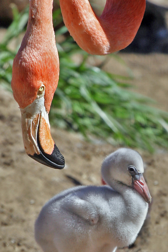 Фламинго подхранва пилето