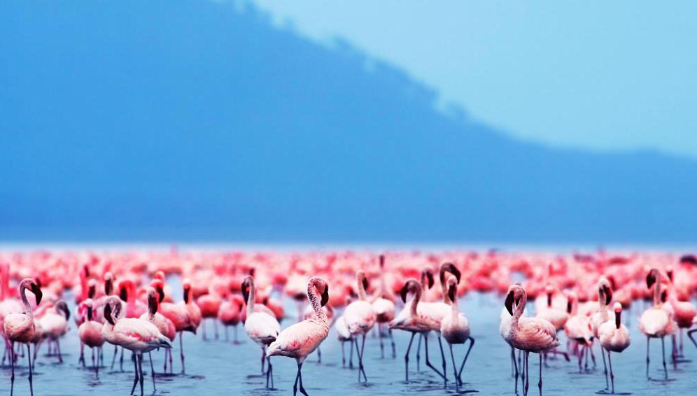 velika kolonija flamingov