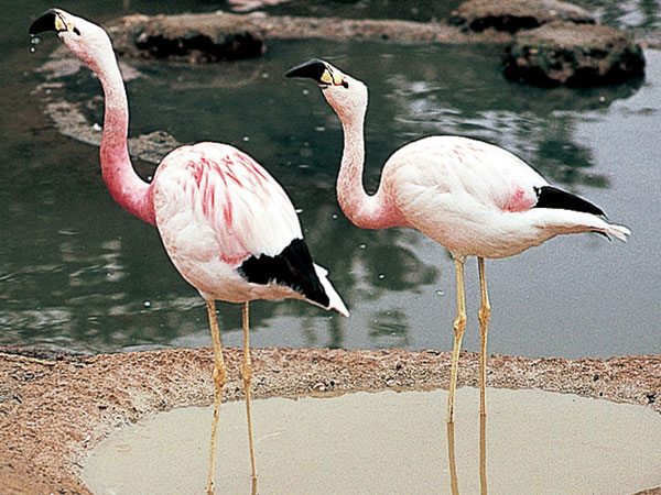 андски фламингови видове
