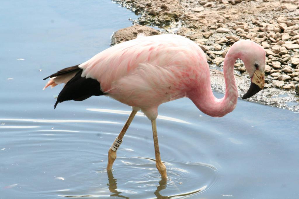 vrsta flamingo jamesa