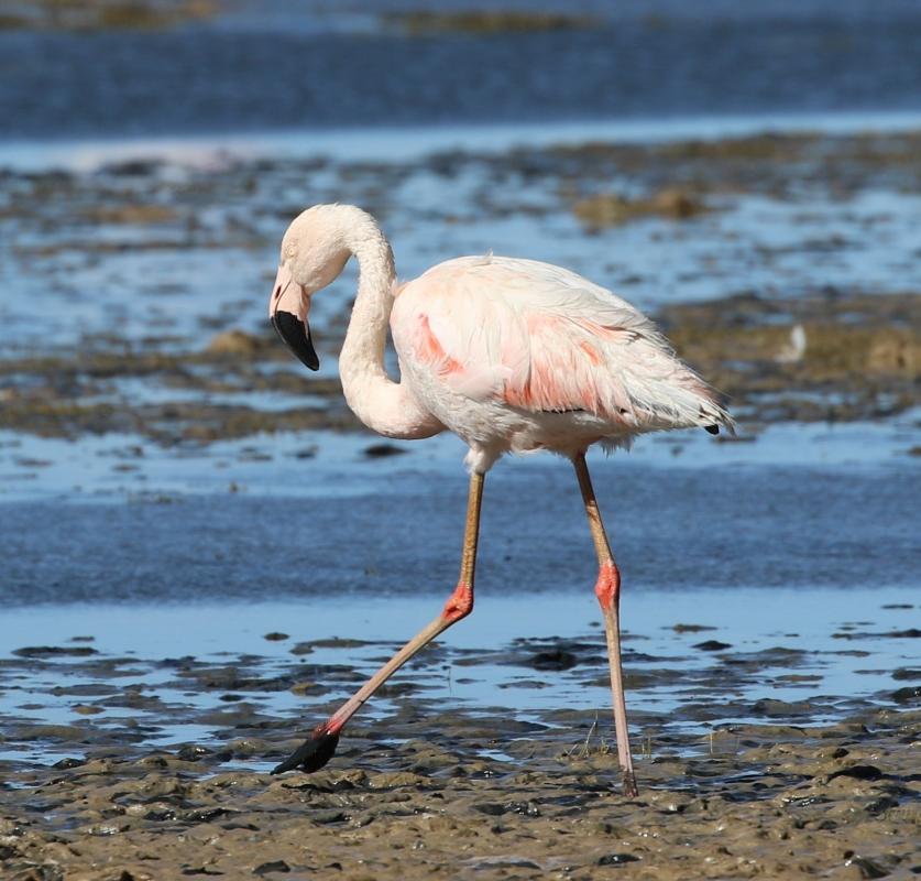 rodzaj chilijskiego flaminga