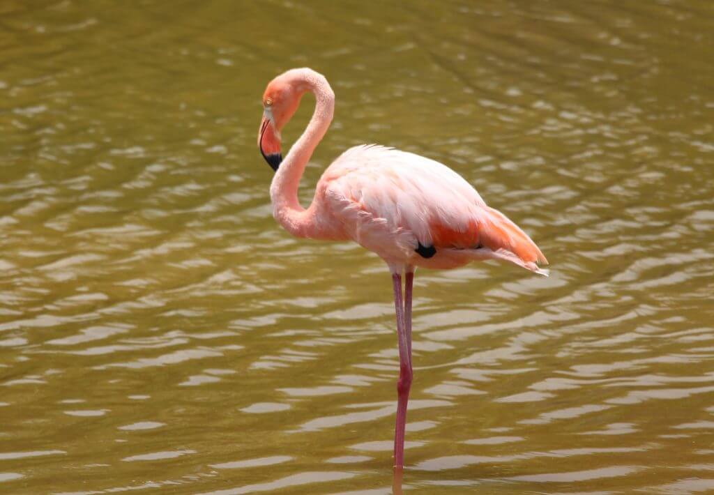 flamingo stoji v vodi