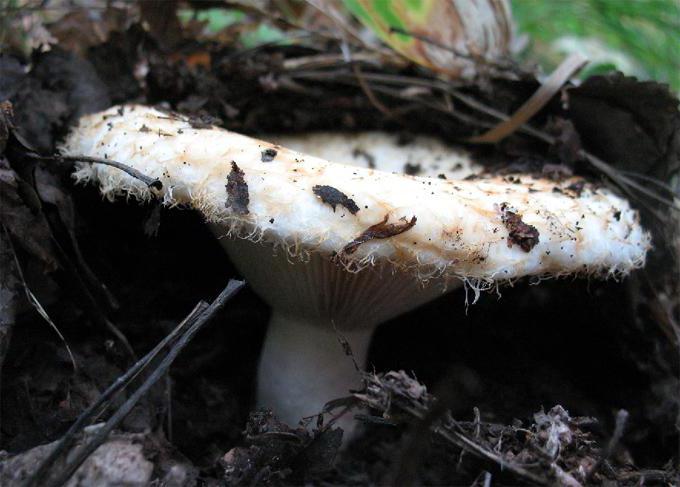 houby houby, kdy se shromažďují