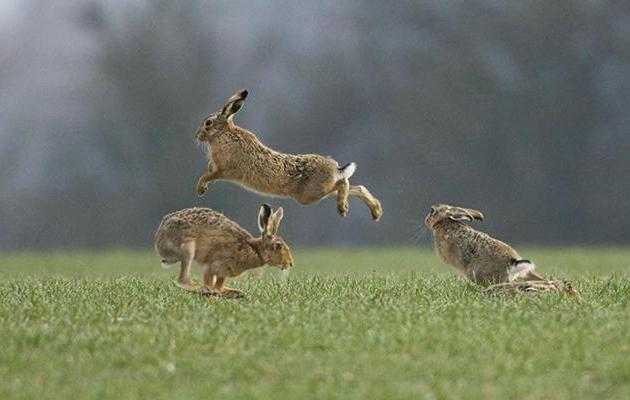 Hare habitat