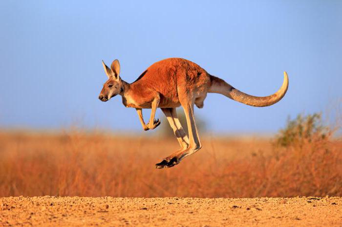 Kde žijí kangaroři