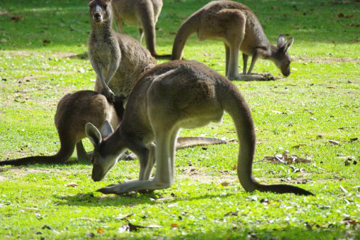 Шта јести кенгуру у природи