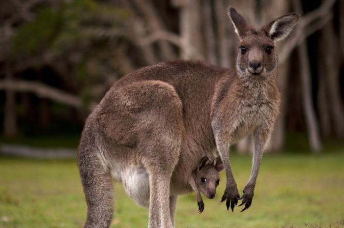 Развъждане на кенгурута в дивата природа