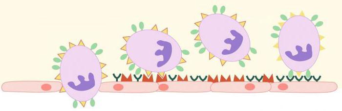 где се еритроцити формирају леукоцити и тромбоцити