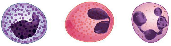 kde leukocyty se tvoří v játrech