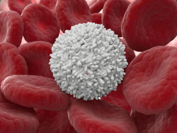 kde se tvoří leukocyty a jak dlouho žijí