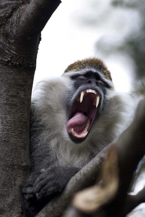 gdje majmuni žive u džungli
