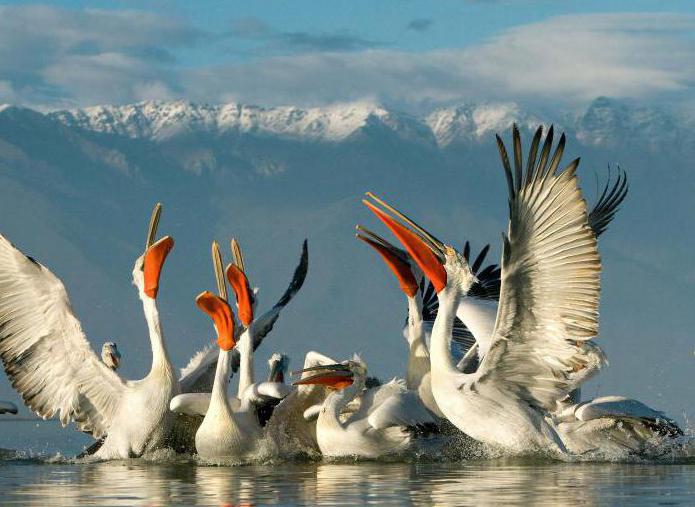 kde žijí pelikáni