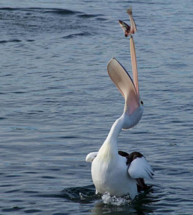kde pelikán žije na pevnině