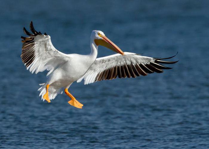 gdje živi pelikan na kojem kopnu
