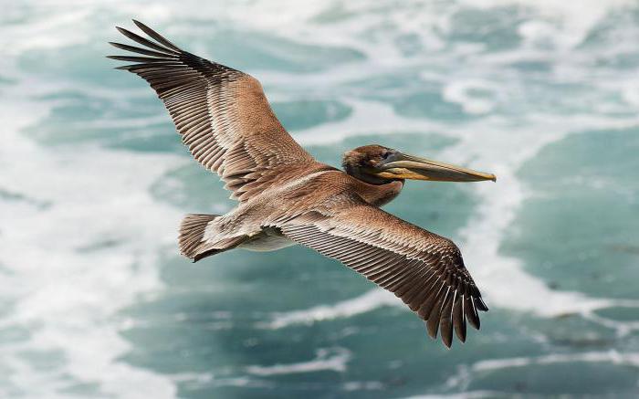 kjer živijo pelikani v kateri državi