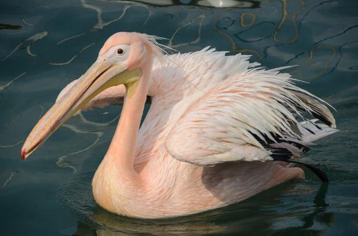 къде живее розовият пеликан