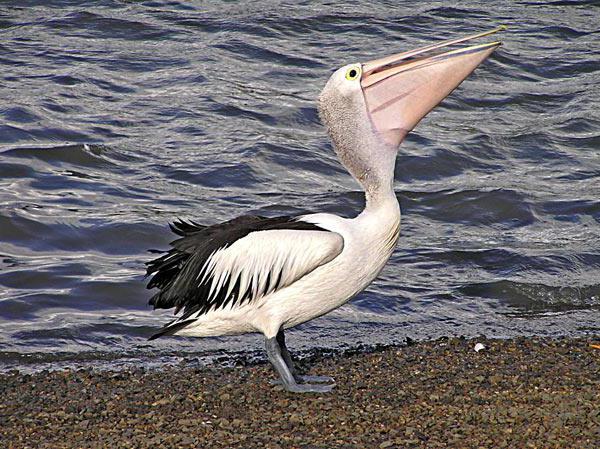 kde žijí pelikáni