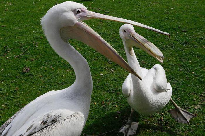 gdje pelikan živi na kopnu