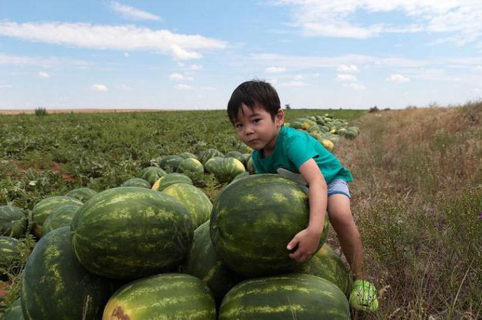 Kde rostou vodní melouny Astrachaňů