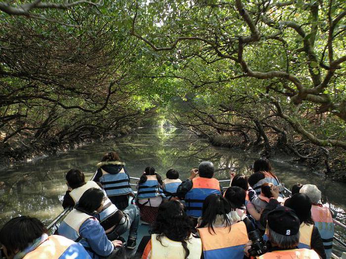 mangrovie dove cresce
