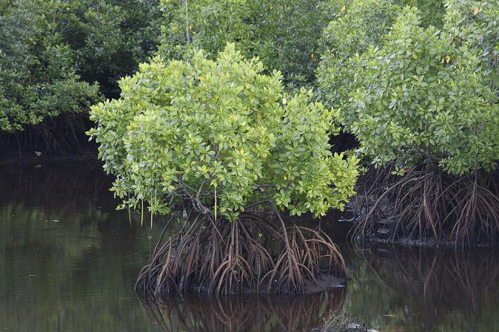 mangrovie sempreverdi