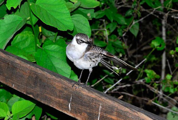 mockingbird głosy ptaków