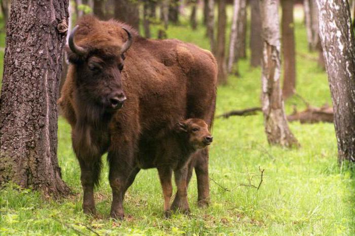 de habitat bison area naturale