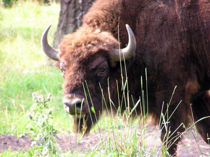 bizon, kde žije v Rusku