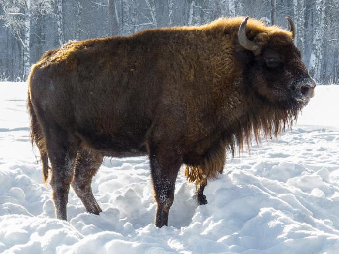 kjer bizon živi v katerem območju