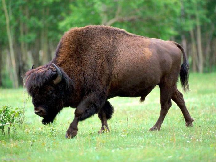 gdje bizoni žive u prirodnoj zoni