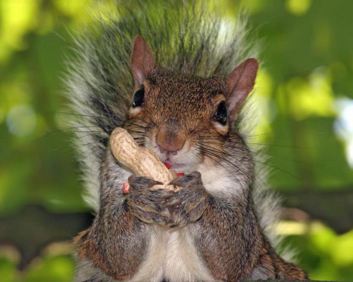 scoiattolo dove vive che mangia