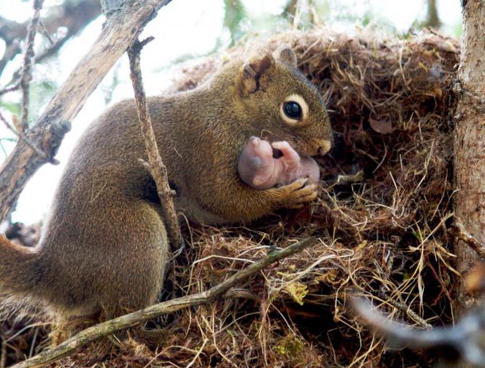 kjer veverice živijo v gozdu