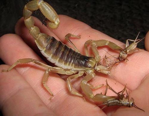 škorpion gdje živi i što jede