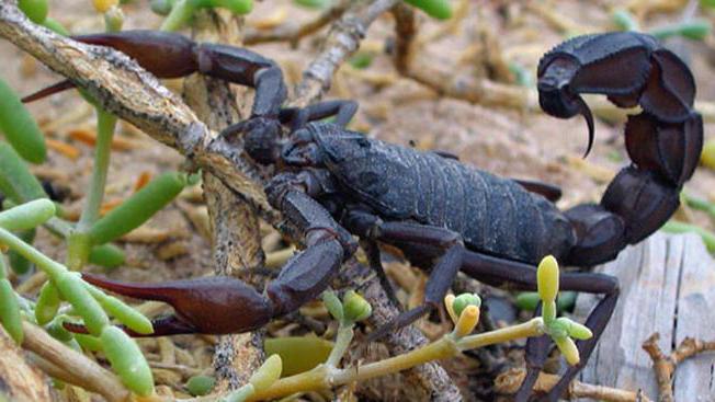 što škorpion jede u pustinji