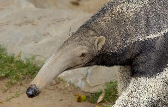 kde žije anteater