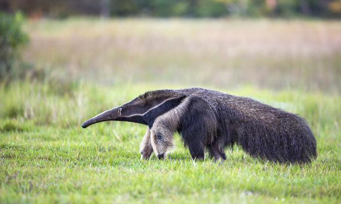anteater, kde žije pevnina