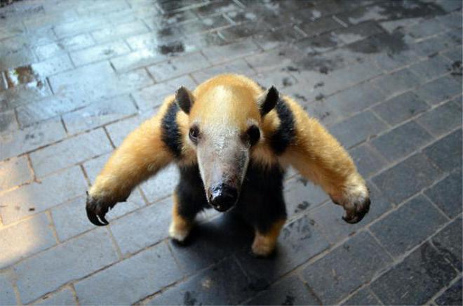 u kojem zoni živi anteater