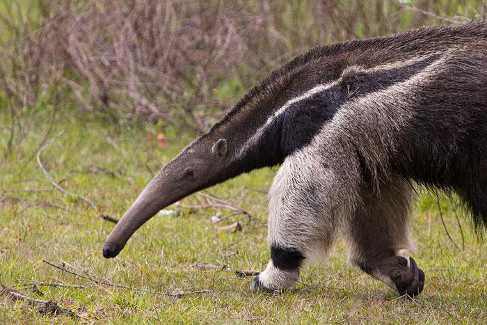 kjer živijo anteaterji v naravnem območju