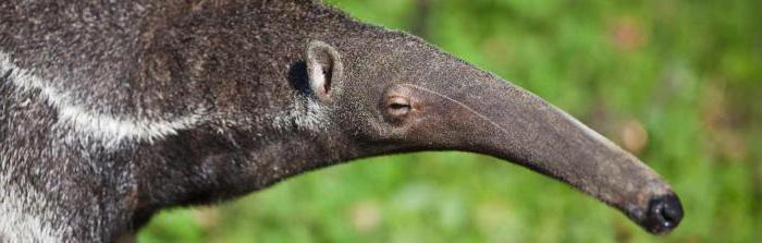 kjer živi anteater