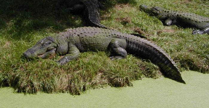Krokodýl, kde žije