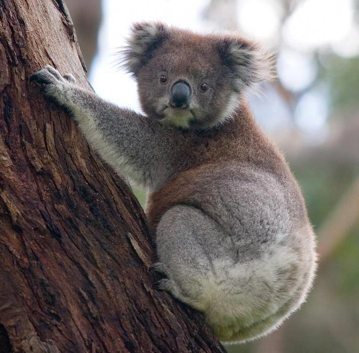 koala zvíře